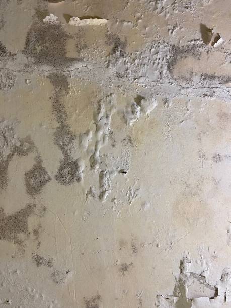 Reliable Travelers Rest, SC Mold Remediation Solutions